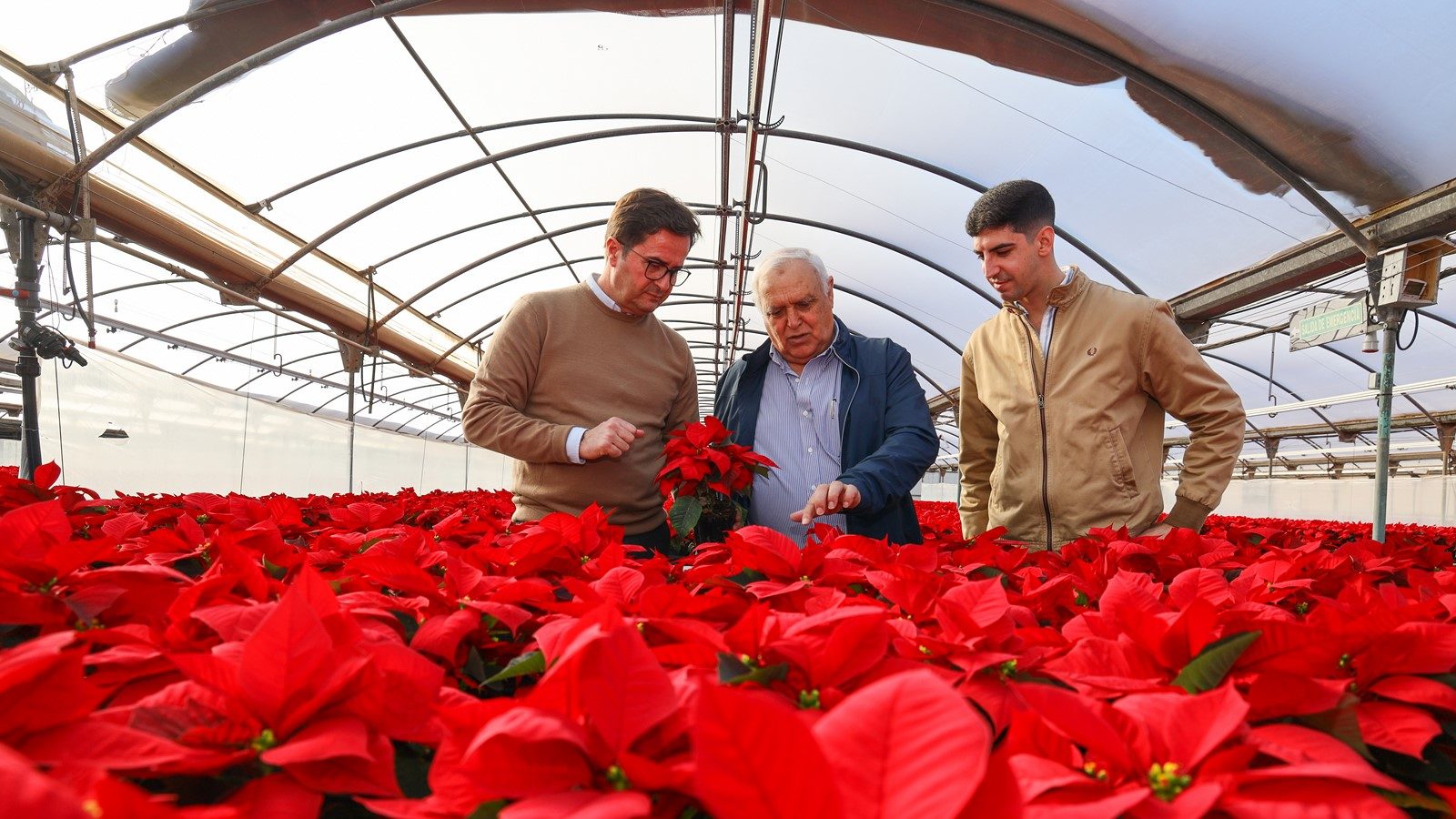 El Ejido sigue liderando a nivel nacional la producción de Flor de Pascua