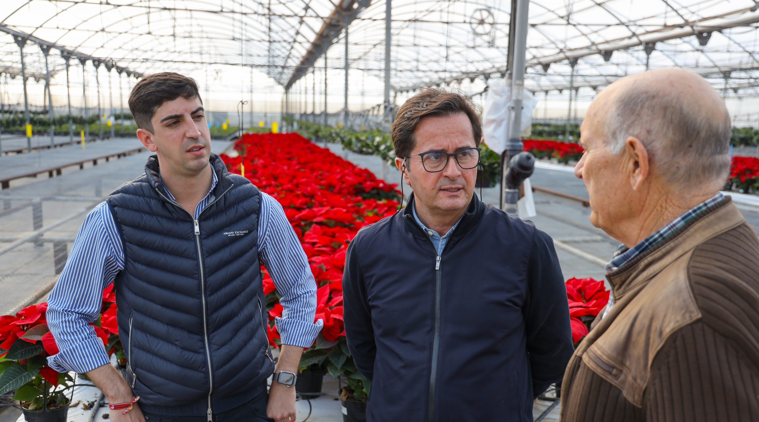 La Flor de Pascua ejidense comienza a llegar a los mercados nacionales e internacionales para dar color a la Navidad